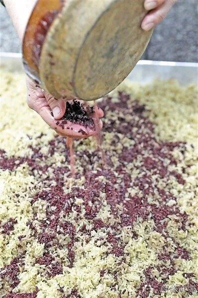 客家娘酒以糯米拌红曲入瓮发酵(梅州日报资料图)